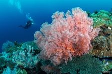 Corals #9
