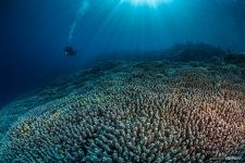 Corals #55 Corals #55