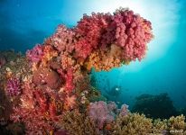 Corals #17