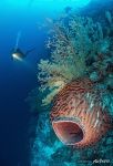 Corals #45 Corals #45