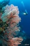 Corals #22 Corals #22