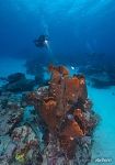 Corals #3 Corals #3