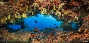 Corals #56 Corals #56