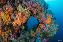 Corals #20 Corals #20