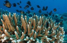 Corals #14