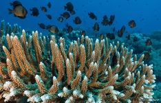 Corals #14 Corals #14