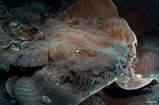 Corals #18 Corals #18