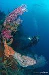 Corals #7 Corals #7