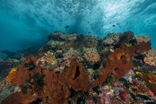 Corals #41 Corals #41