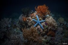 Corals #5 Corals #5