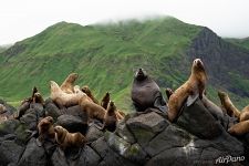 Steller sea lions 2 Steller sea lions 2