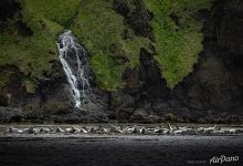 Spotted seals and waterfall
