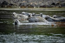 Spotted seals 8 Spotted seals 8