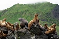 Steller sea lions Steller sea lions