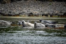 Spotted seals 7