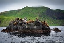 Steller sea lions 3