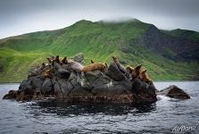 Steller sea lions 3 Steller sea lions 3