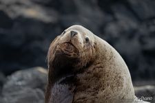 Portrait of Steller sea lion