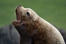 Portrait of Steller sea lion 2