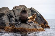 Spotted seals 6 Spotted seals 6