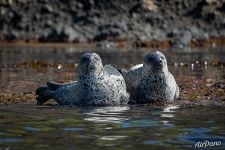 Spotted seals