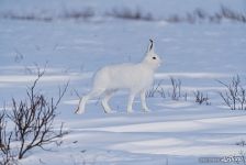 Animals of Polar Urals #1