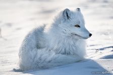 Arctic fox, Animals of Polar Urals #5