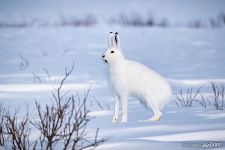 Animals of Polar Urals #7
