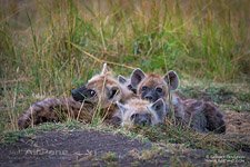 Young hyenas