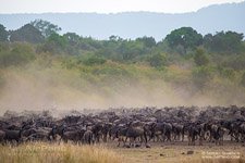 The Great Migration #2