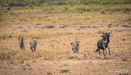 Hyena and wildebeest