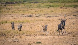Hyena and wildebeest Hyena and wildebeest