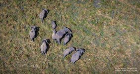 Elephants #3 Elephants #3