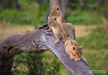 Young lions #1 Young lions #1