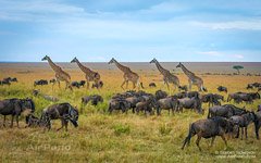 Giraffes and antelopes