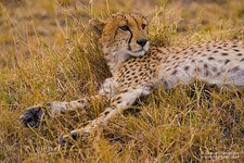 Cheetah