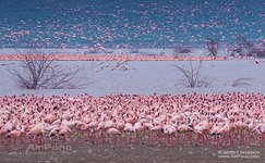 Flamingo, Kenya, Lake Bogoria #12