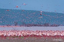 Flamingo, Kenya, Lake Bogoria #11 Flamingo, Kenya, Lake Bogoria #11