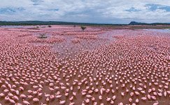 Flamingo, Kenya, Lake Bogoria #6 Flamingo, Kenya, Lake Bogoria #6
