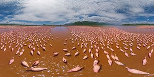 Flamingo, Kenya, Lake Bogoria #31 Flamingo, Kenya, Lake Bogoria #31