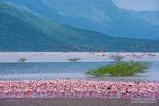Flamingo, Kenya, Lake Bogoria #9