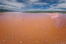 Flamingo, Kenya, Lake Bogoria #39 Flamingo, Kenya, Lake Bogoria #39