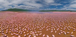 Flamingo, Kenya, Lake Bogoria #32