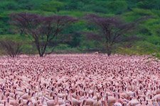 Flamingo, Kenya, Lake Bogoria #20 Flamingo, Kenya, Lake Bogoria #20