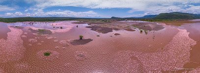 Flamingo, Kenya, Lake Bogoria #29