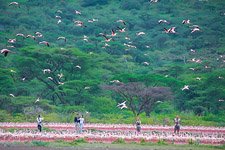 Flamingo, Kenya, Lake Bogoria #28