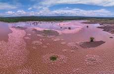 Flamingo, Kenya, Lake Bogoria #30