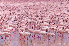 Flamingo, Kenya, Lake Bogoria #17