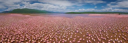 Flamingo, Kenya, Lake Bogoria #33