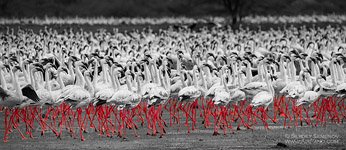 Flamingo, Kenya, Lake Bogoria #23 Flamingo, Kenya, Lake Bogoria #23